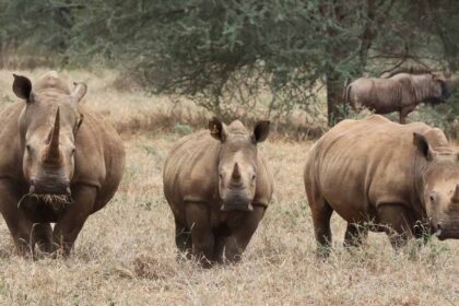 Zimbabwe's Black rhinos