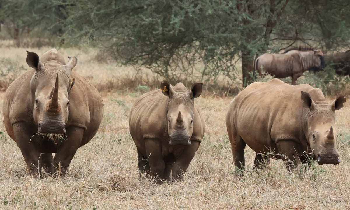 Zimbabwe's Black rhinos