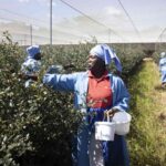 Zimbabwe begins blueberry exports to China