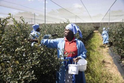 Zimbabwe begins blueberry exports to China