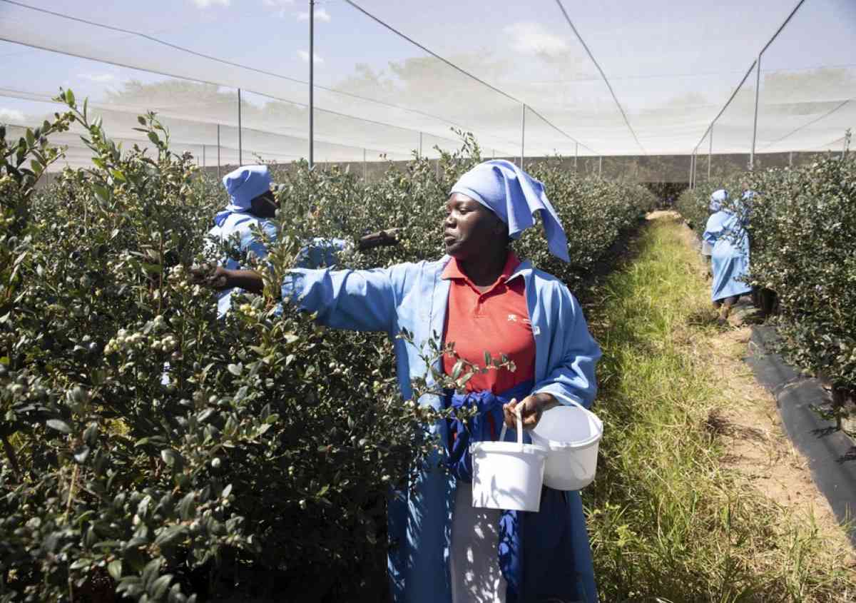 Zimbabwe begins blueberry exports to China
