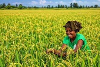 AfricaRice, AATF sign five-year deal