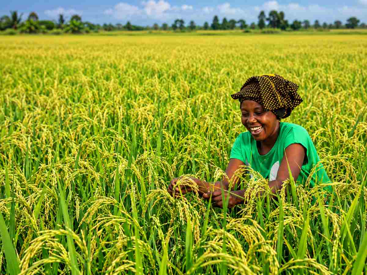 AfricaRice, AATF sign five-year deal