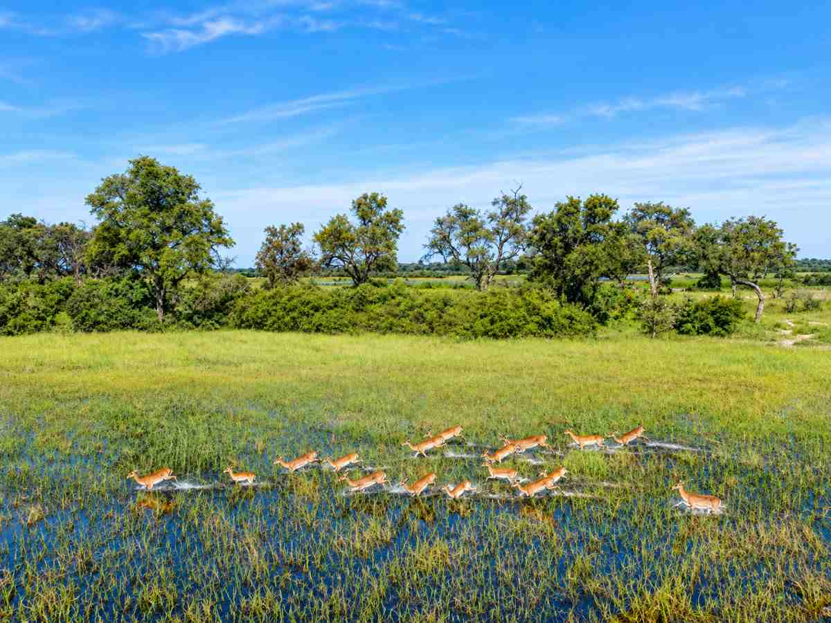 Botswana's high water