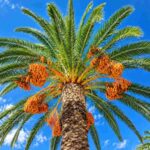 Ethiopia plans 25,000 hectares of date palms to enter global luxury market