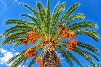 Ethiopia plans 25,000 hectares of date palms to enter global luxury market