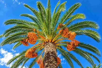 Ethiopia plans 25,000 hectares of date palms to enter global luxury market