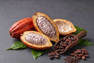 Fresh cocoa harvest