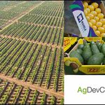 Limpopo biggest farms