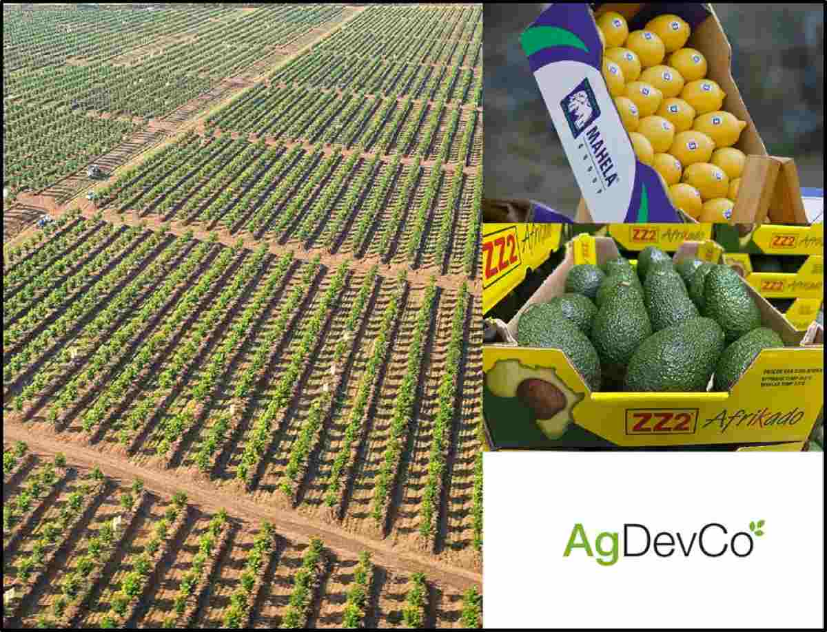 Limpopo biggest farms