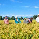 Ethiopia taps $2.3 million Japan grant to expand rice production