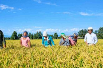 Ethiopia taps $2.3 million Japan grant to expand rice production
