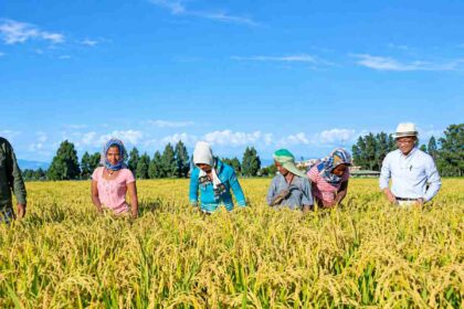 Ethiopia taps $2.3 million Japan grant to expand rice production