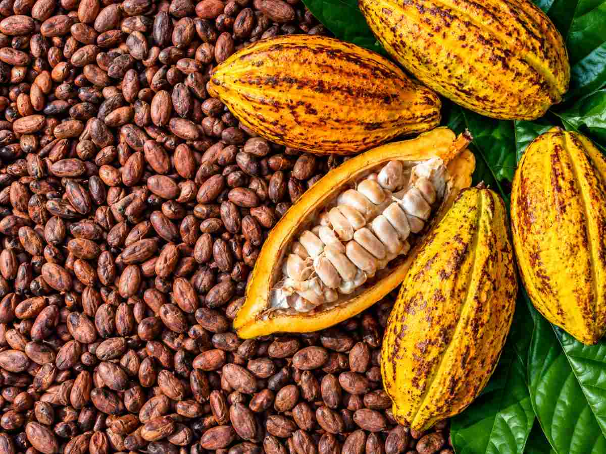 Ghana targets foreign investment to expand cocoa processing industry