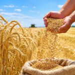 Kazakhstan targets Malawi as first wheat market in Sub-Saharan Africa