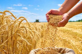 Kazakhstan targets Malawi as first wheat market in Sub-Saharan Africa
