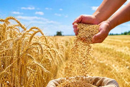 Kazakhstan targets Malawi as first wheat market in Sub-Saharan Africa