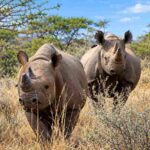 Mkomazi National Park - Rhinos