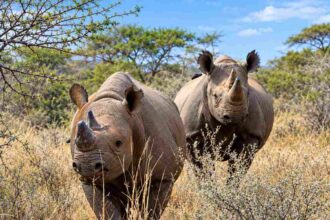 Mkomazi National Park - Rhinos