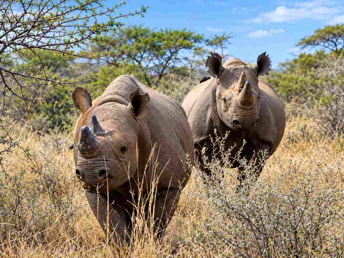 Mkomazi National Park - Rhinos