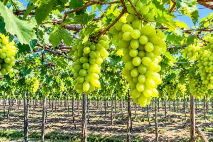 UAE investor commits $38 million to new 400-hectare fruit farm in Morocco