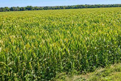 Zimbabwe's Farm Grain Field