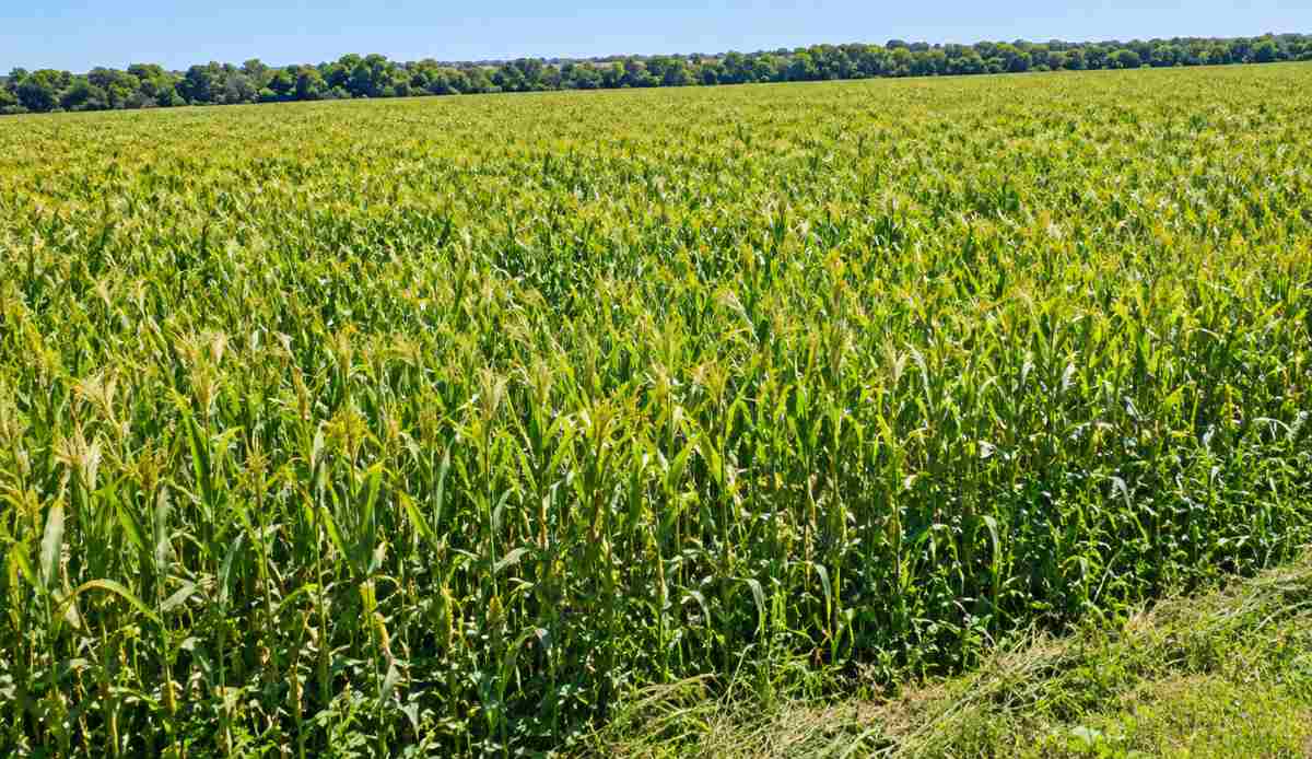 Zimbabwe's Farm Grain Field